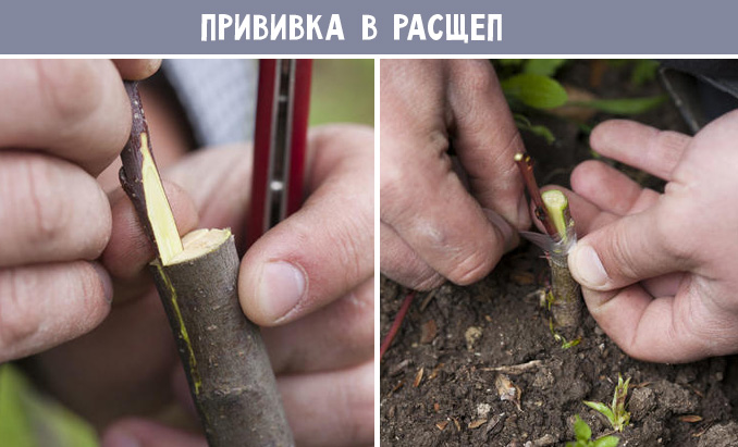 Прививка хурмы черенком. Прививка яблони врасщеп. Способы прививки деревьев весной. Прививка в расщеп плодовых деревьев. Прививка в расщеп.