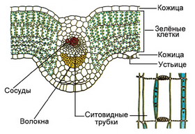 植物の葉の細胞構造 葉の細胞構造 葉の修正