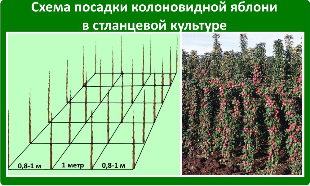 Яблоневый сад схема