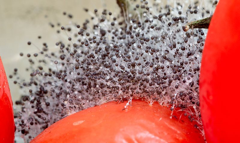 Протухший помидор. Заплесневевшие помидоры. Помидоры с плесенью в масле. Как понять что помидор испортился. Плесень на помидорах можно ли есть.