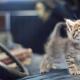 Научаваме котешкия език на общуване – мяукането на котките!