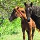 Описание на кон за деца Съобщение по темата за домашни коне