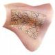 Fascia toracelui Topografia plămânilor și căilor respiratorii