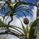 Pandanus cu flori de palmier cu șurub: descriere și caracteristici de îngrijire