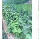 Amenajarea grădinii de legume