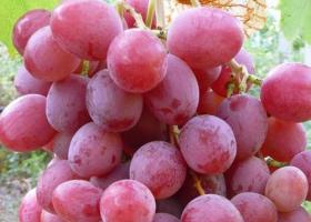 Фото и описание сортов винограда для посадки на дачном участке