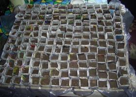 Как правильно вырастить рассаду петунии (пошаговая схема выращивание рассады)