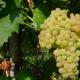 Столовые сорта винограда – выбираем самые сочные и урожайные