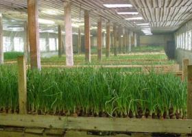 Бизнес по выращиванию зелени в теплице: как добиться рентабельности круглый год?