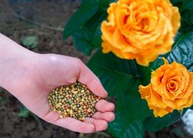 Технология подкормки роз: как правильно удобрять цветок с весны до осени