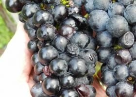 Различные виды мошек, атакующие виноград