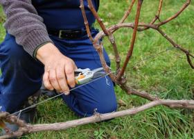 Подготовка винограда к зиме: как обрезать и укрыть виноград правильно