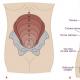 Care ar trebui să fie înălțimea fundului uterului în funcție de săptămâna de sarcină Înălțimea fundului uterului în cm