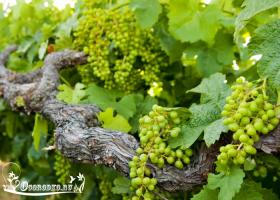 Udarea strugurilor vara sau ceea ce fiecare viticultor ar trebui să știe