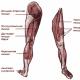 Как да направите кръглите колене остри и красиви: упражнения за отслабване и народни рецепти