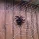 Изработете паяк върху мрежа от естествен материал Фалшиви паяк от естествен материал