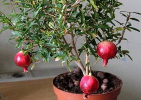Гранат бэйби — прекрасное комнатное растение