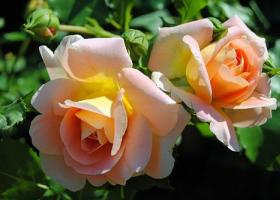 Чем подкормить розу до и после цветения