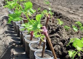 Cultivarea strugurilor: plantare, înmulțire, îngrijire, hrănire