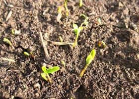 Arpaș: plantare și îngrijire în sol deschis, când să replanteze, cum să crească
