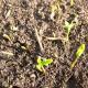 Arpaș: plantarea și îngrijirea în sol deschis, când să replanteze, cum să crească