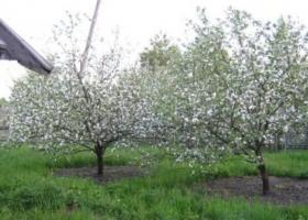 Сорт яблок Мельба: описание характеристика уход
