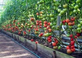 Recomandări pentru cultivarea roșiilor în seră: plantare și îngrijire