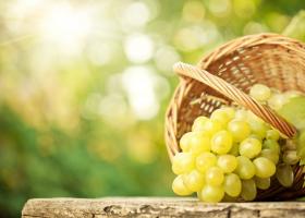 Виноград — польза и вред в народной и современной медицине