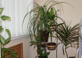 Как ухаживать за растениями комнатными зимой?