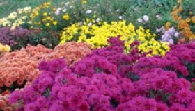 Λουλούδια για τον κήπο και τις εξοχικές κατοικίες - συνδυάζουμε αρμονικά φυτά σε παρτέρια